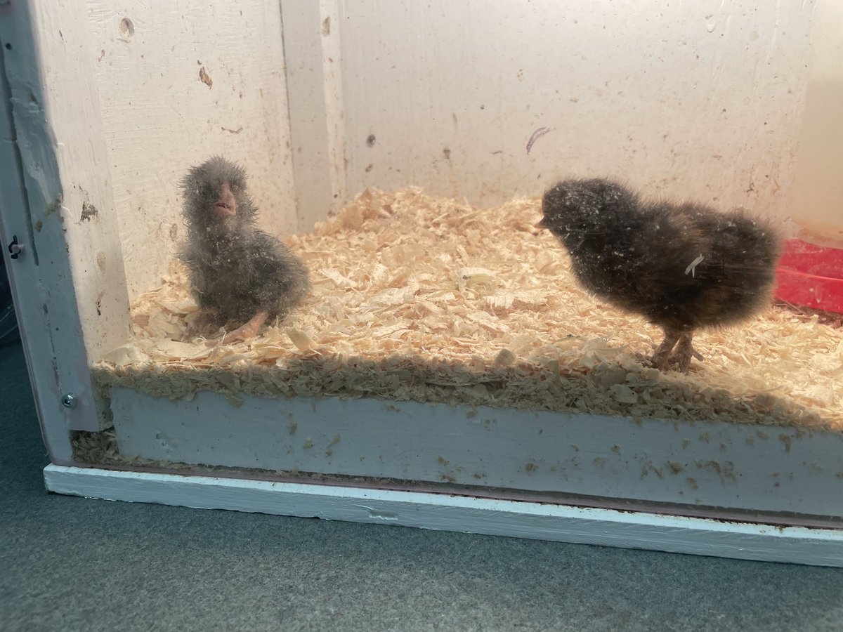 CCapern's tweet photo. Nos poussins sont ici! 🐣🐤 https://t.co/RlQ3wvsAwp