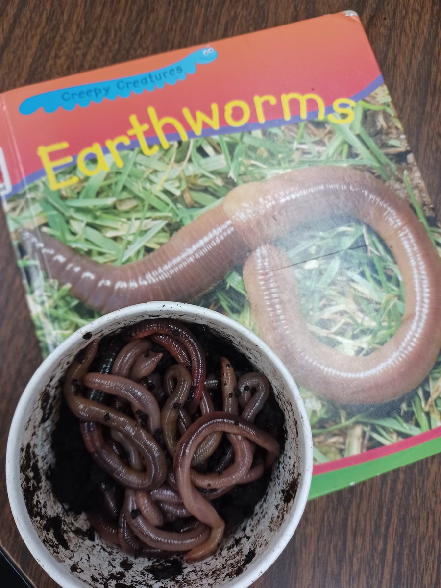 heykellicombs's tweet image. What's the best way to learn about earthworms? Play with them, of course! @NISD_ECE @NISDLeonSprings