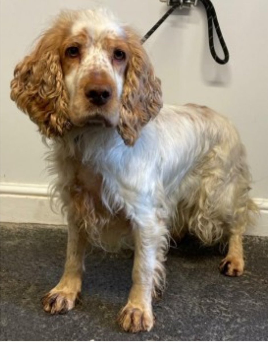 #SpanielHour #CockerSpaniel Brown and White #Found 23 Apr 2024 #Diss #Norfolk IP22 In the care of the Dog Warden doglost.co.uk/dog-blog.php?d…