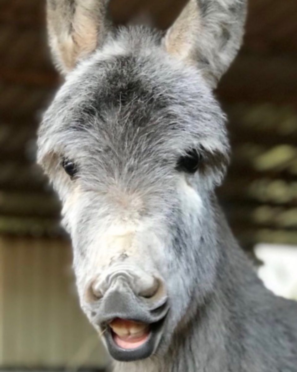 🥕TEXT TO DONATE - its quick & easy 🙏 If you are in UK, you can donate to us using your mobile phone. Simply text DONKEY followed by the amount you want to give to 70085, for example DONKEY 5. Texts will cost the amount you donate plus your standard network rate for the text.