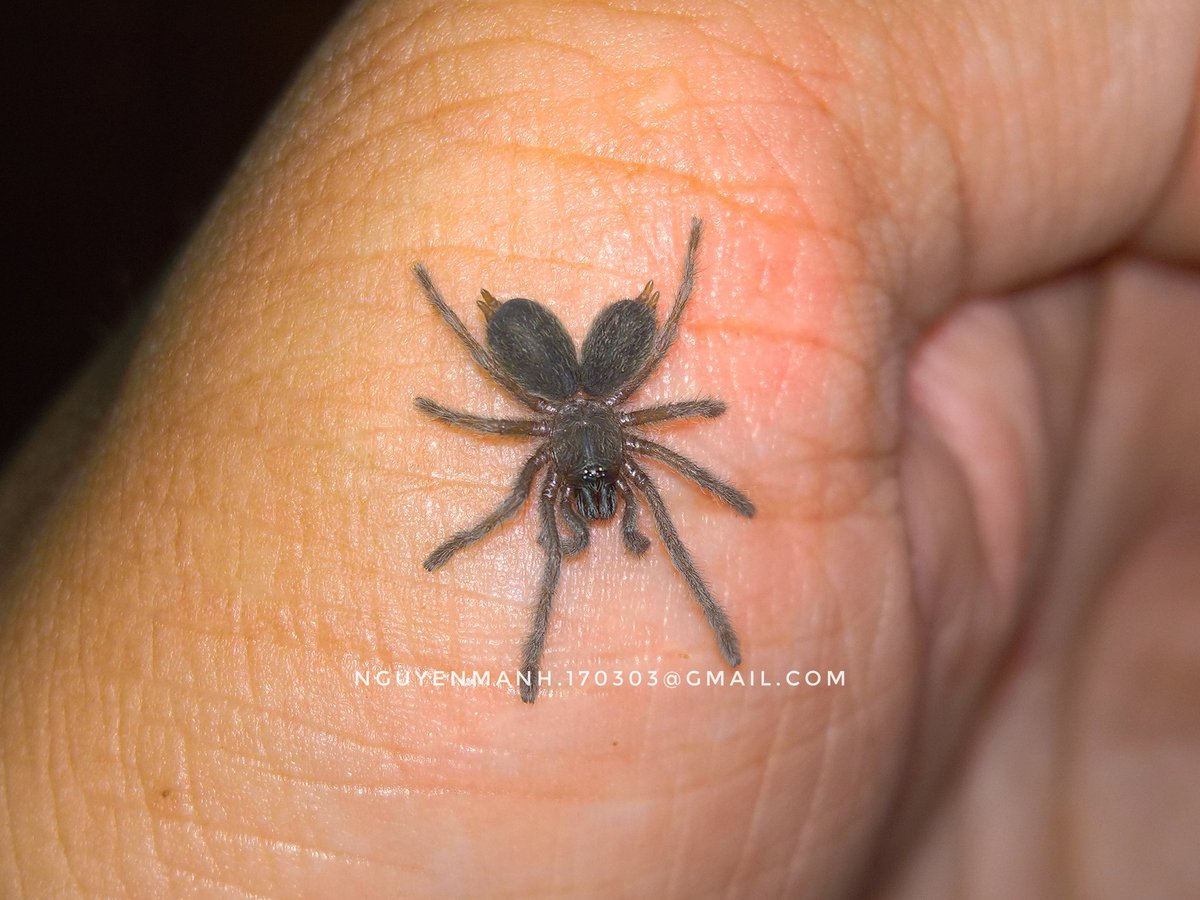 MnhNguynv5's tweet photo. Have you ever seen a spider with a double butt?
This is a mutation with an extremely rare occurrence rate. rate 0.000000000000000000001%... 😂 https://t.co/vSaNu0a5l4