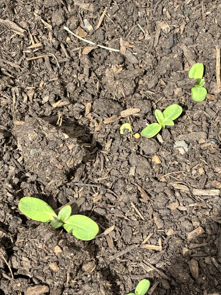 One more post for the day.
I went outside to cool my head and saw my first baby sunflowers bathing in the sunlight.

My sister always knows when I need a sign.🤍