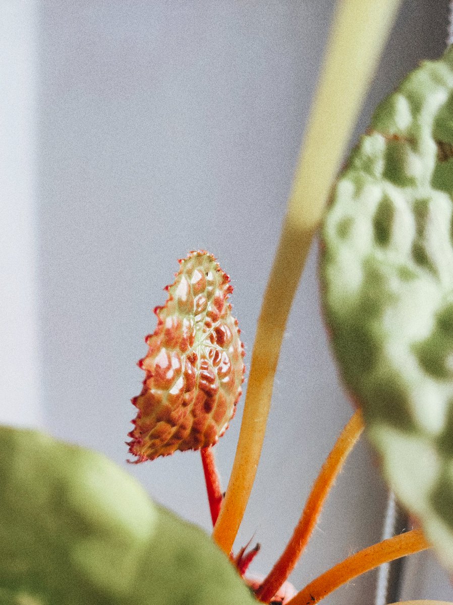 Крихітна тужлива