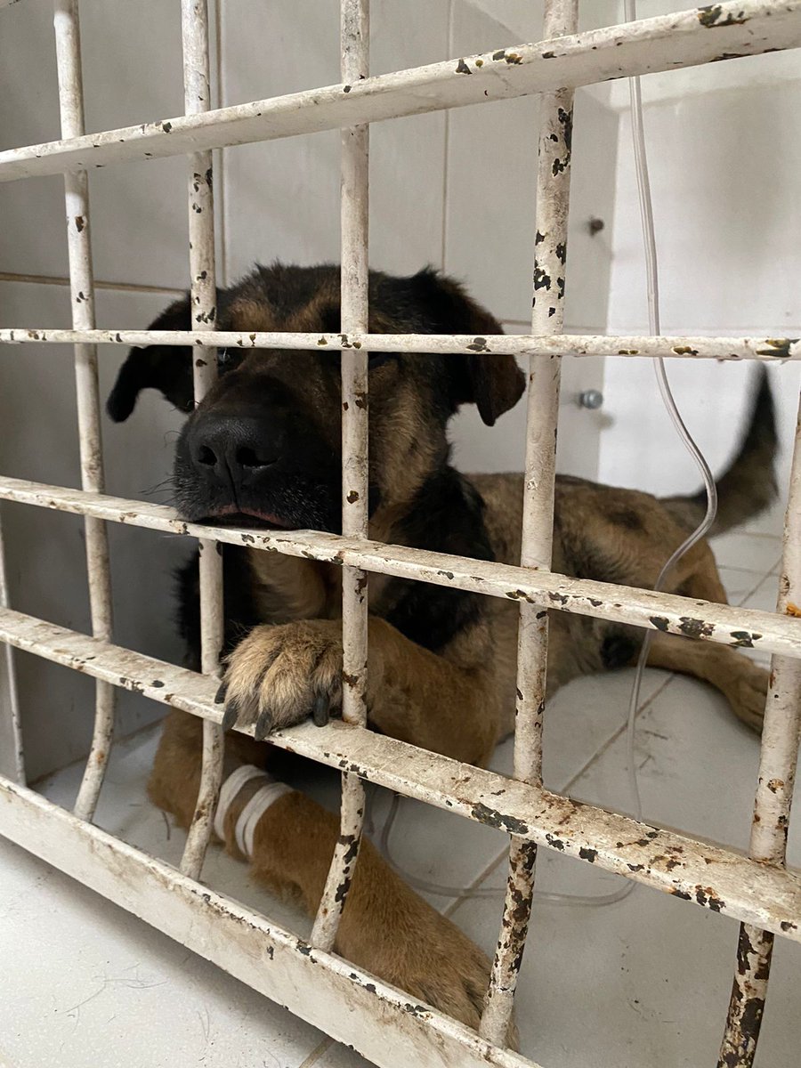 TlalpanAl's tweet photo. 🔔🔔 Atención 

Pedimos apoyo de l@s vecinos de #Tlalpan para conseguir hogar temporal o permanente 🏡 para los 2️⃣ perritos 🐶 que rescatamos tras la explosión 💥 de la semana pasada en calles de la 📍Ampliación Miguel Hidalgo 3a sección. https://t.co/LtbOE0n2wt