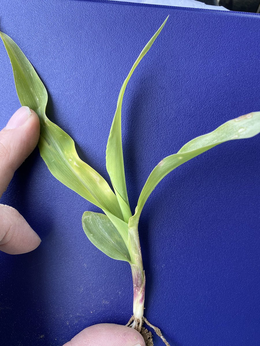Seeing lots of lemon-yellow #corn across the state this week.  Recent cool temps is likely the largest contributing factor. Not a signal of lack of nutrients.