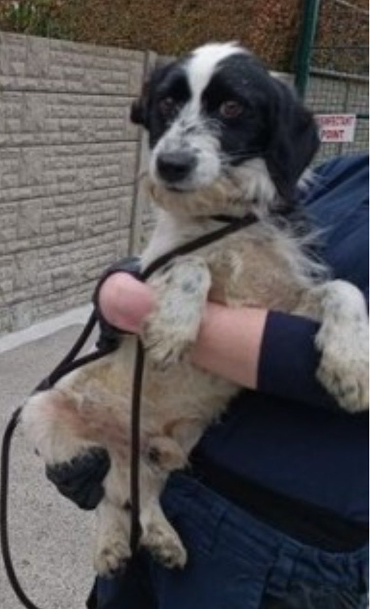 bs2510's tweet photo. #SpanielHour
Male #Spaniel Cross Black and White #Found 22 Apr 2024 #Ballycoolin #CoDublin #Ireland
Dublin County Dog Shelter - Male spaniel cross found No microchip Please contact on 087 391 4008 if your dog
https://t.co/ufN4RJCb4G https://t.co/aYRfGGeEcR