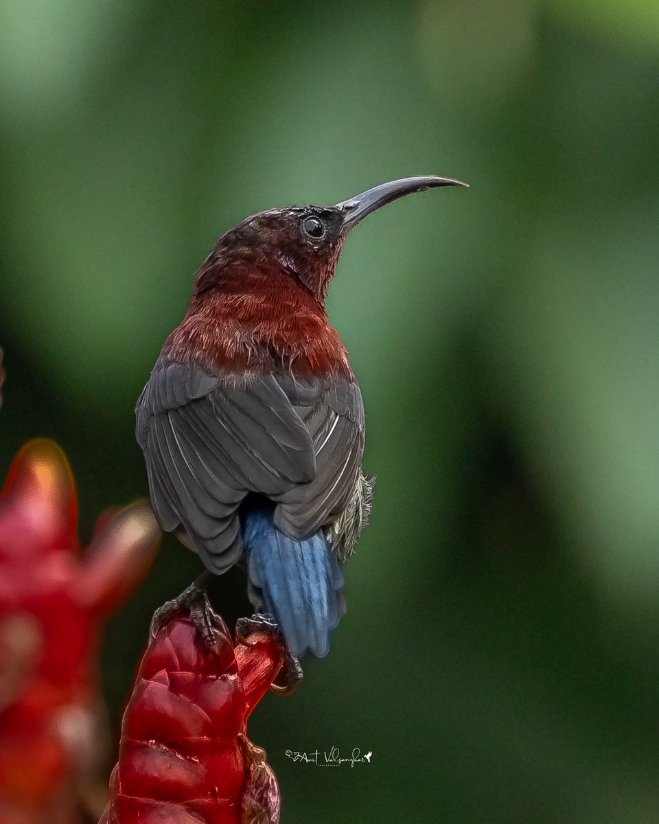 Vigors's #sunbird #red 
#BirdsSeenIn2024 #IndiAves #ThePhotoHour #birds #sunbirds
#birdphotography #ngtindia
#NaturePhotography #BBCWildlifePOTD #TwitterNatureCommunity 
@IndiAves #birdwatching @BirdPlanets  #bird #BirdsOfTwitter @NatGeoIndia @natgeowild #aves #Birdcpp #sun #bird