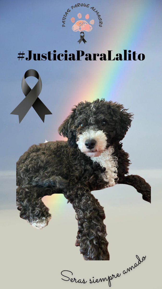Tj_Toro9's tweet photo. No puede ser que Sebastián de la Maza solo quede con arresto domiciliario 😡😠.

Lalito merece justicia 🐶✊🏻.

¡Cárcel para Sebastián de la Maza!.

¿Quién más se suma a esta campaña? 🙋🏻‍♀️🙋🏻‍♂️. 

#JusticiaParaLalito. https://t.co/yUUjvEpkWI