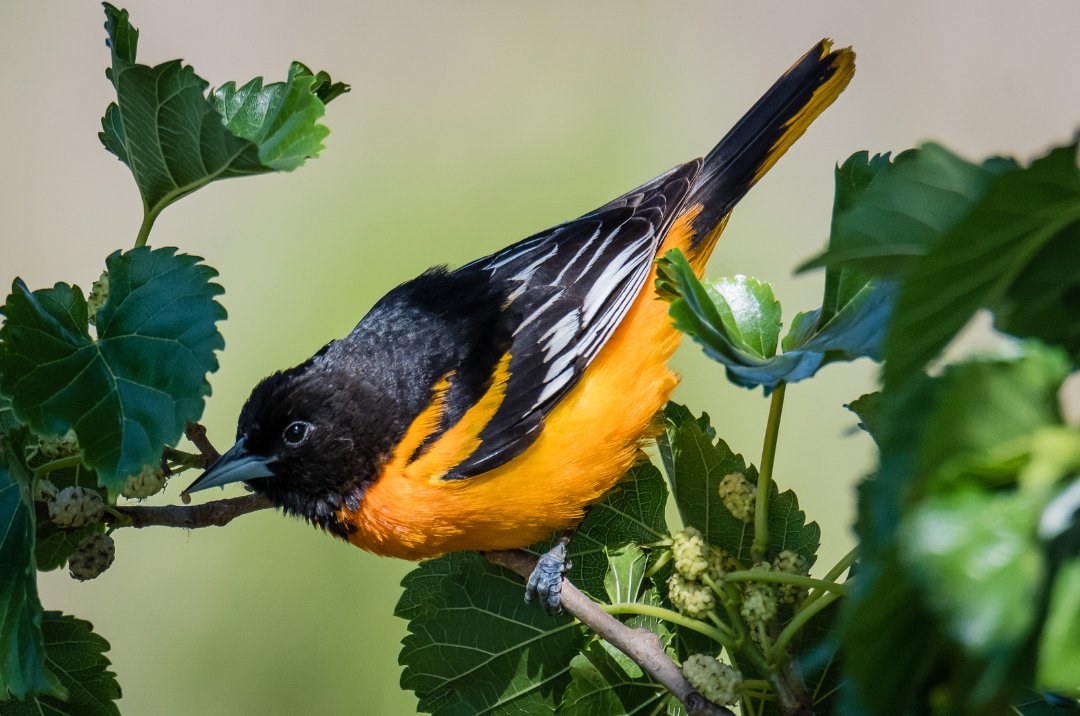 Join the Smoky Hills Audubon Society for a guided bird walk on Meadowlark Trail, Sat, May 4. The walk begins at 9am. Parking location is at the Old Mill Campground. #ToTheStarsKS #Lindsborg #BirdWalk #MeadowlarkTrail
