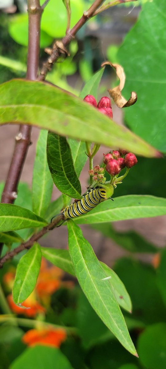 I let the milkweed sprout up wherever it wants to volunteer in hopes it will appeal to the monarch butterflies that cruise our yard. Finally,  success!
#Butterflies #monarchbutterfly #caterpillar