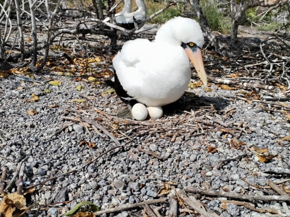 #Galápagos | Continúa monitoreo de gripe aviar en el archipiélago. Las últimas muestras tomadas en Genovesa salieron negativas. Ahora la isla se encuentra en etapa de cuarentena; en 21 días se volverá a monitorear y si los resultados persisten negativos se procederá a su