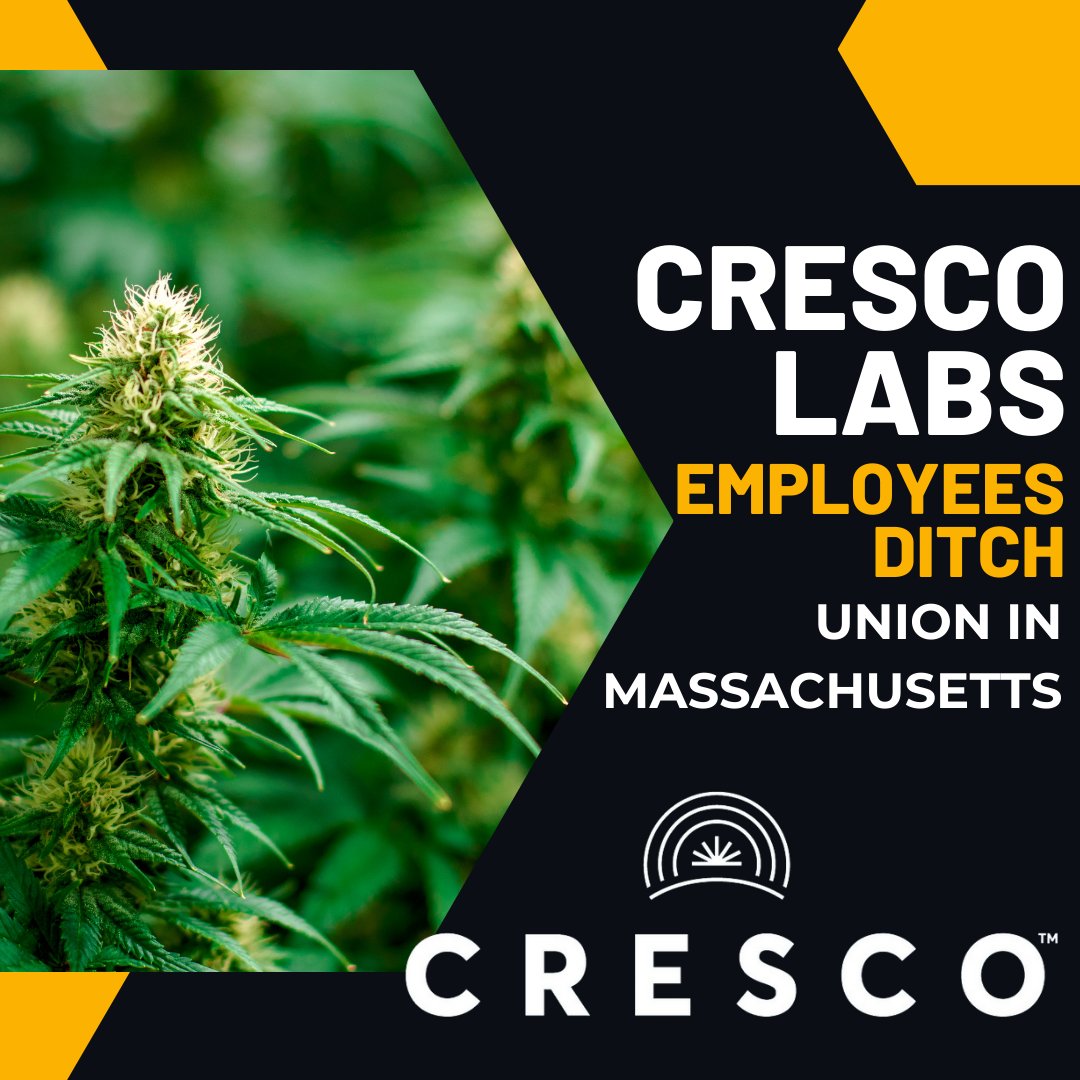 Cresco Labs employees in Massachusetts make a union exit amidst cannabis cultivation. 🌱 #CannabisNews #UnionIssues highat9news.com