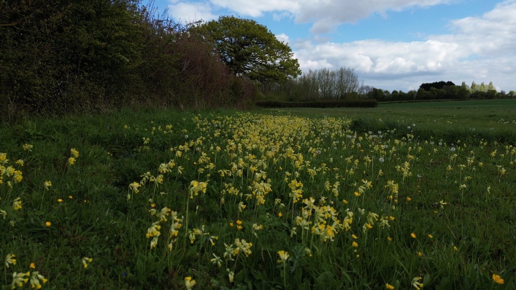 Lovely time of year with so many Cowslips in flower along hedge boundaries. #Somerset