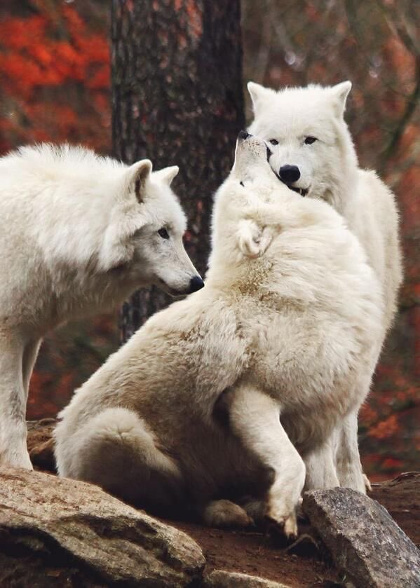 wolfrescues22's tweet photo. https://t.co/sAwgqMeWGh