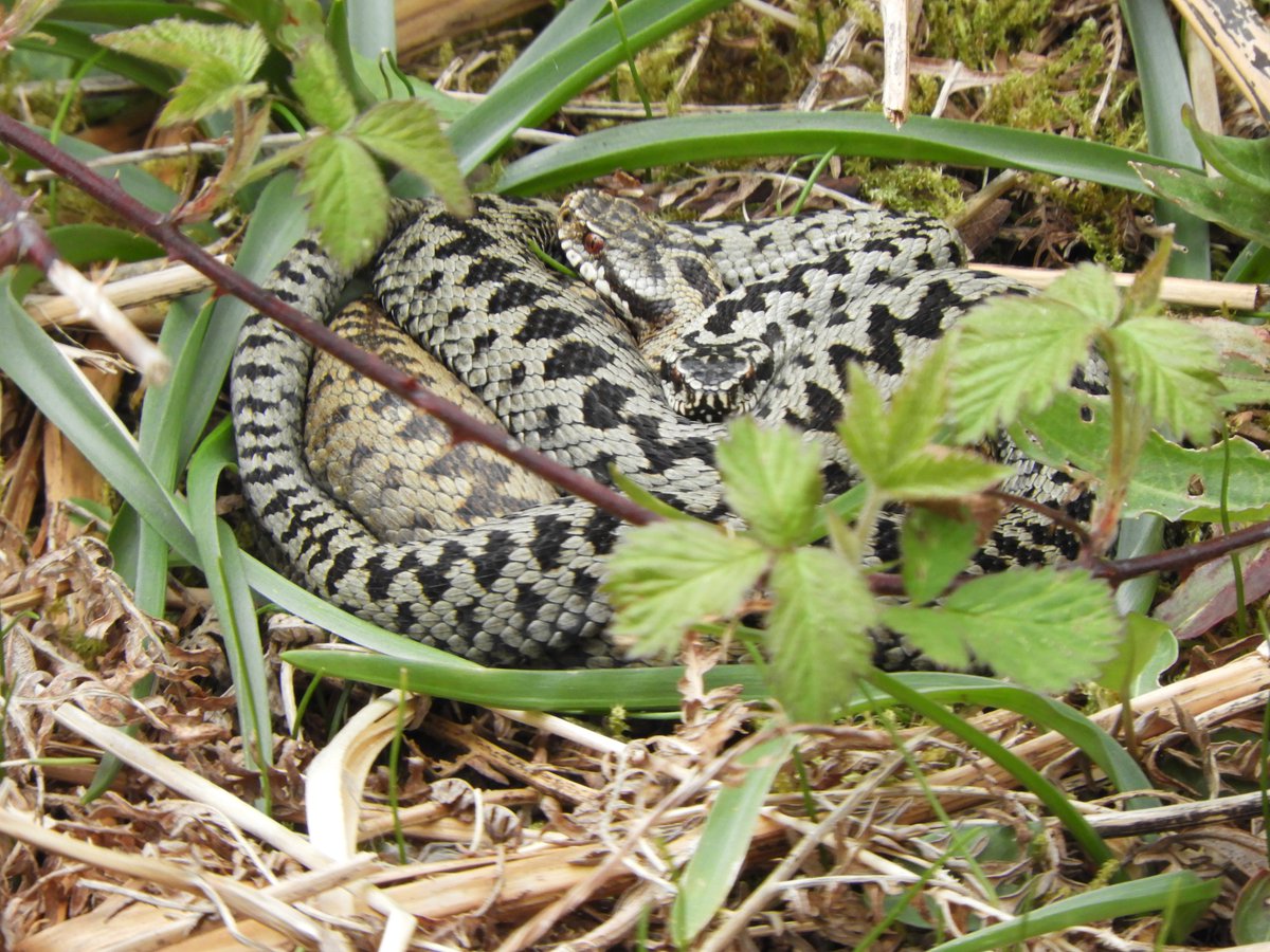 Three males with the same female at different times today. No fighting or mating but great to see nonetheless. Most the males I have been watching have sloughed now so it's got to happen soon! @ARGroupsUK