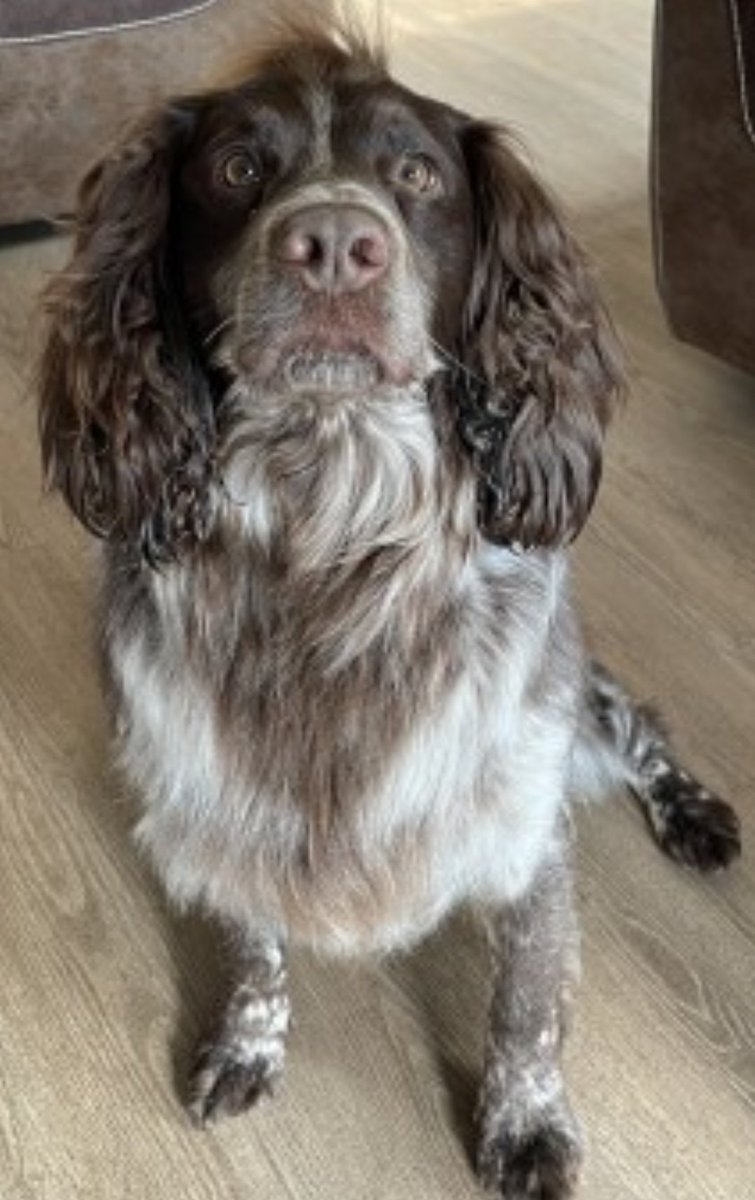 ROLO #SpanielHour
Male #Sprocker Adult Brown and white Tagged Microchipped

#Missing 21 Apr 2024 Woodbank park #Offerton #Stockport SK1
At the bottom of the hill in the river Goyt on the stone “beach”

doglost.co.uk/dog-blog.php?d…