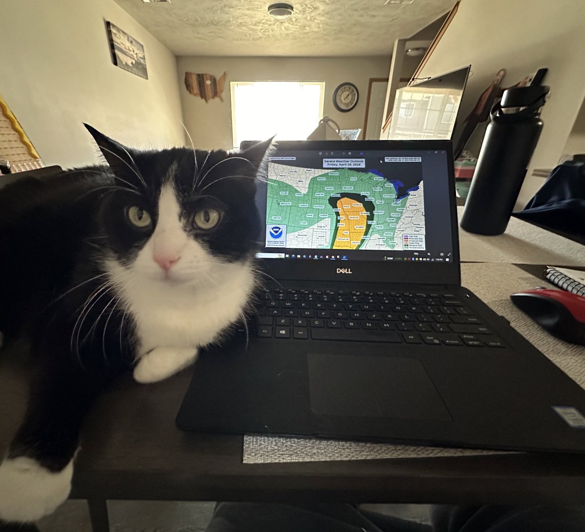 My oldest cat wanted to assist with the forecasting today.