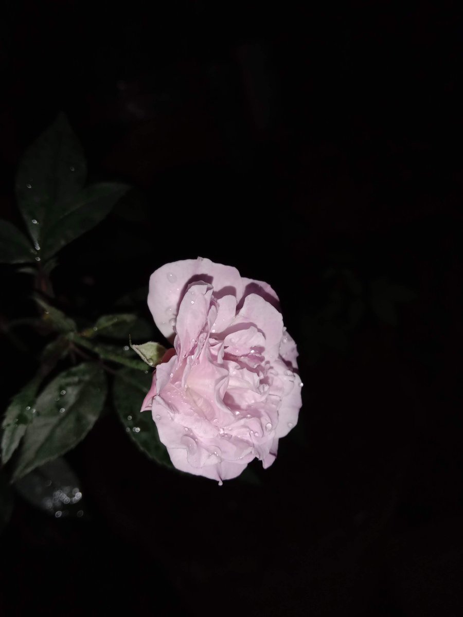 তুমি বেদনার পাশে ফুল রেখে যেয়ো, 
আমি ফুল ভালোবাসি!

তুমি ফুলের পাশে ভুল রেখে যেয়ো, 
আমি ক্ষমা করতে জানি!

তবুও তুমি ভালোবাসার পাশে উপেক্ষা, রেখো না আমি সইতে পারি না!

রাতের শুভেচ্ছা