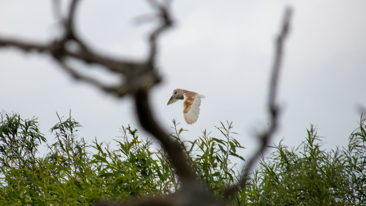 #Owl in flight on the #riveravon last year. #BoatsThatTweet #LifesBetterByWater #FundBritainsWaterways #naturePhotography #Wildlifephotography #BirdsInFlight waterways.photography