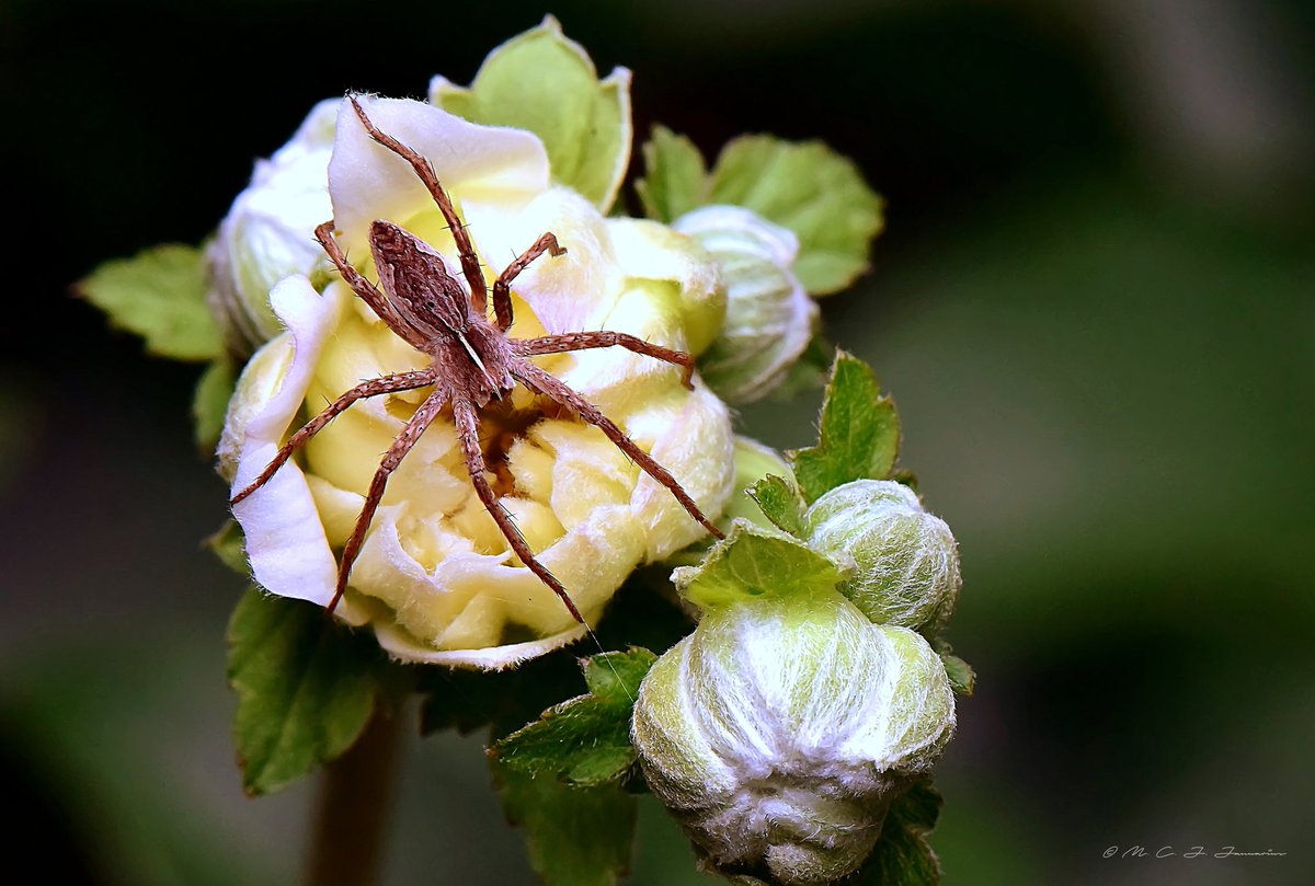 Pisaura mirabilis in the #garden.#macrophotography #Nikon #NatureBeauty #spiders @BritishSpiders @chalkspring @UKgardenspiders @Tone_Killick