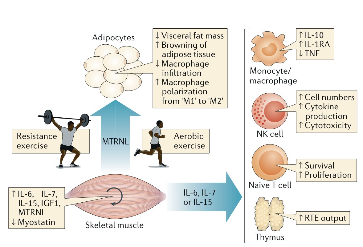 Muscle as an immune regulatory organ. It's imperative to recognise the multifaceted role of skeletal muscle beyond its traditional function in movement. This is what you need to know. 🧵