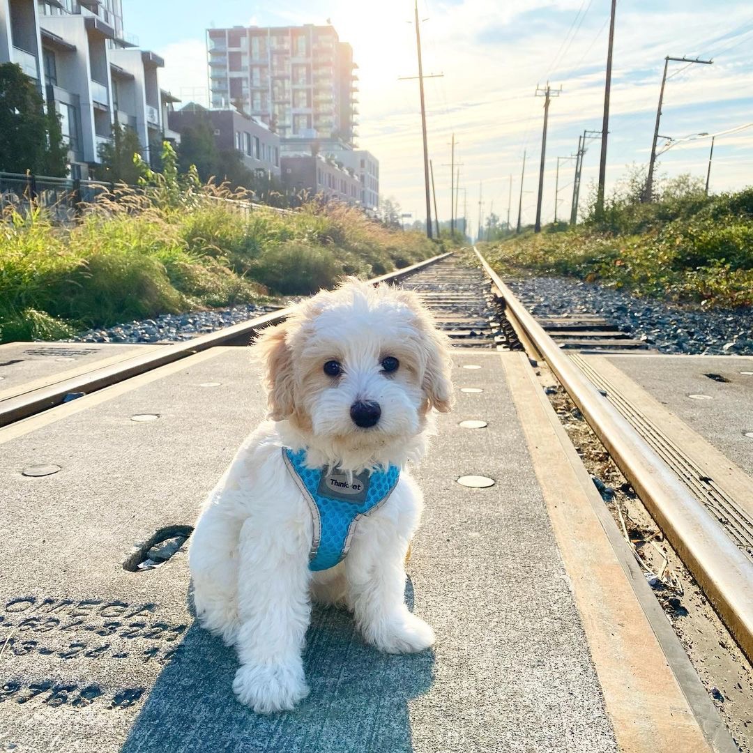 We adore the pet-friendly vibes in our River District community! From leisurely strolls along the waterfront with furry companions to socializing at local restaurants and parks, our neighbourhood welcomes all four-legged friends with open arms. 🤗💛 📸 IG: that_dog_jino