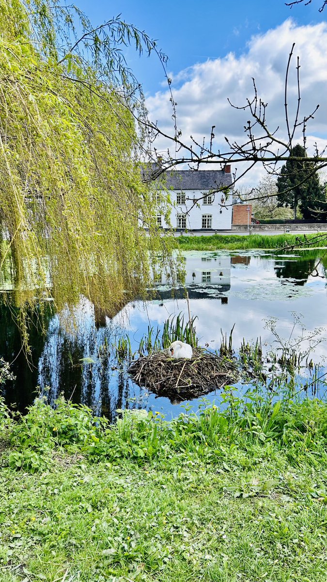 sonyajonesshrop's tweet photo. Lovely #Walk today the sky & light were beautiful but a little worried about the #CastleMoat as there appears to be a green algae across the top & on the bottom, the #Ducks had moved across the road to a fresh water stream
The #Signets will hatch soon so hope the algae has gone https://t.co/Q5WtBt8b8K