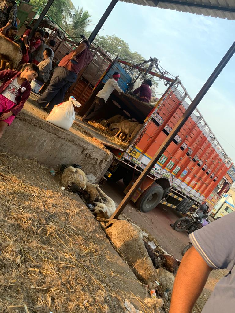 Sajjad57196202's tweet photo. I, Sajjad ali vice president of All India Human Rights SevaSangh Mumbai bring your attention towards the mistreatment faced by the animal while transferring them from deonar slaughterhouse to various butchers violating the rule number 67,68,69,70,71 &amp; 72 transport of animals 1978 https://t.co/3Sn1GOSV26