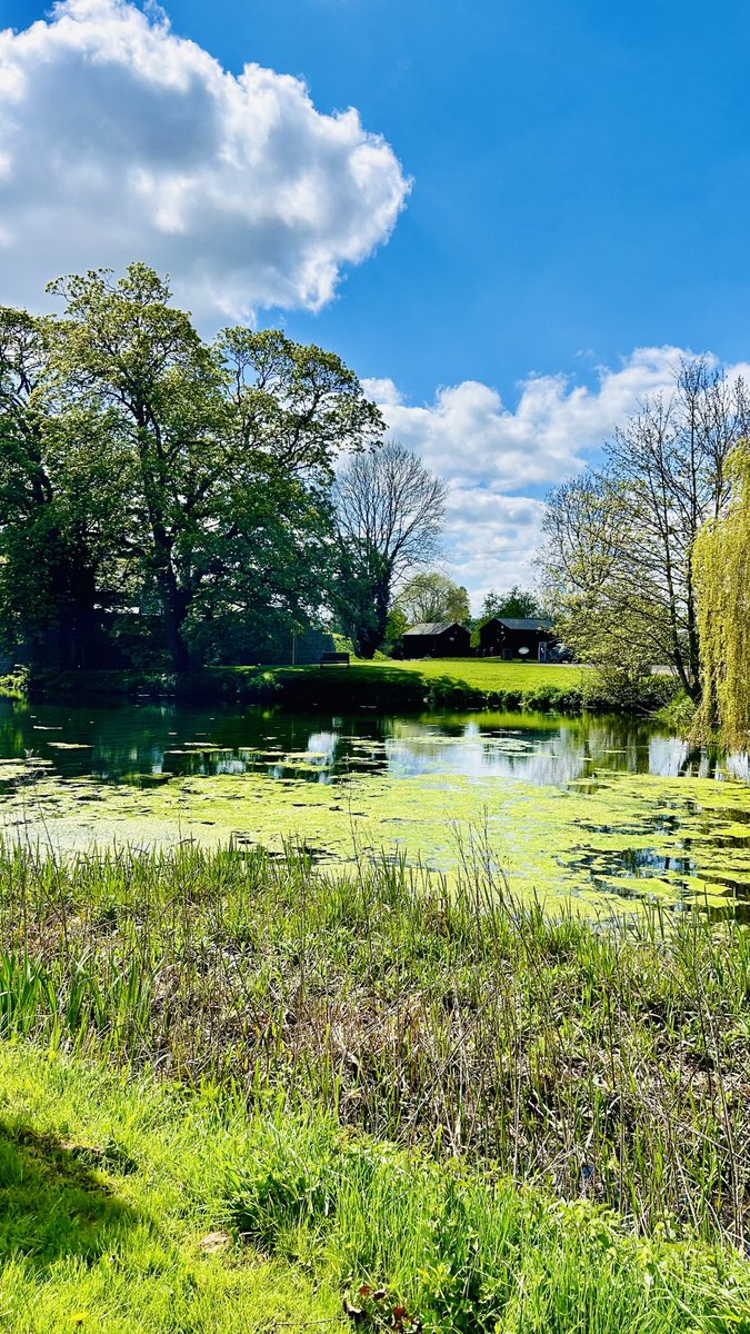 sonyajonesshrop's tweet photo. Lovely #Walk today the sky & light were beautiful but a little worried about the #CastleMoat as there appears to be a green algae across the top & on the bottom, the #Ducks had moved across the road to a fresh water stream
The #Signets will hatch soon so hope the algae has gone https://t.co/Q5WtBt8b8K