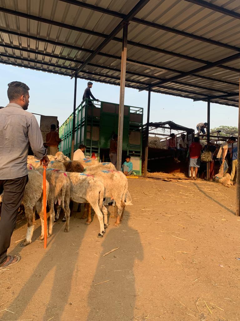 Sajjad57196202's tweet photo. I, Sajjad ali vice president of All India Human Rights SevaSangh Mumbai bring your attention towards the mistreatment faced by the animal while transferring them from deonar slaughterhouse to various butchers violating the rule number 67,68,69,70,71 &amp; 72 transport of animals 1978 https://t.co/3Sn1GOSV26