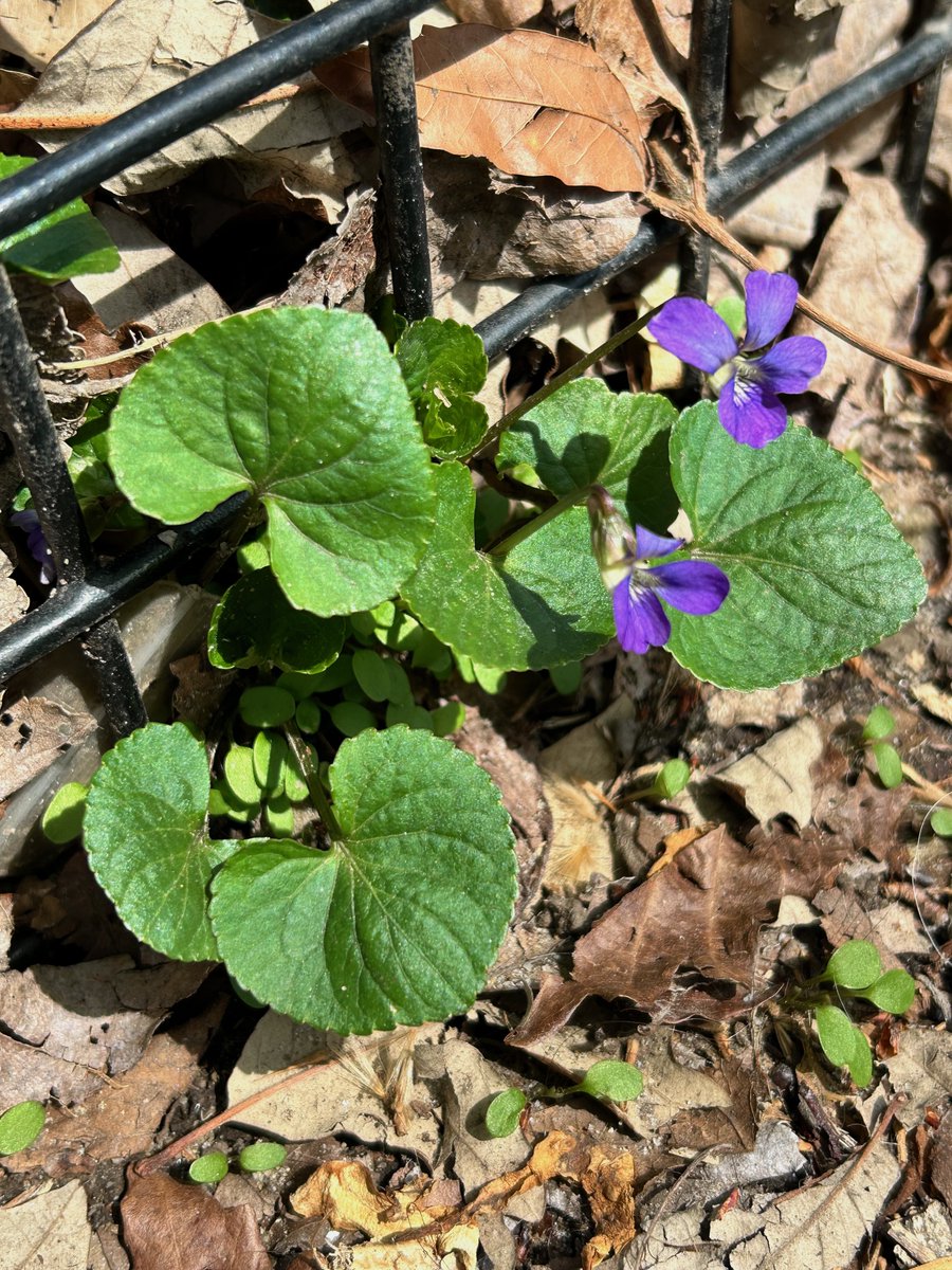 Washington Square Park Eco Projects tweet media