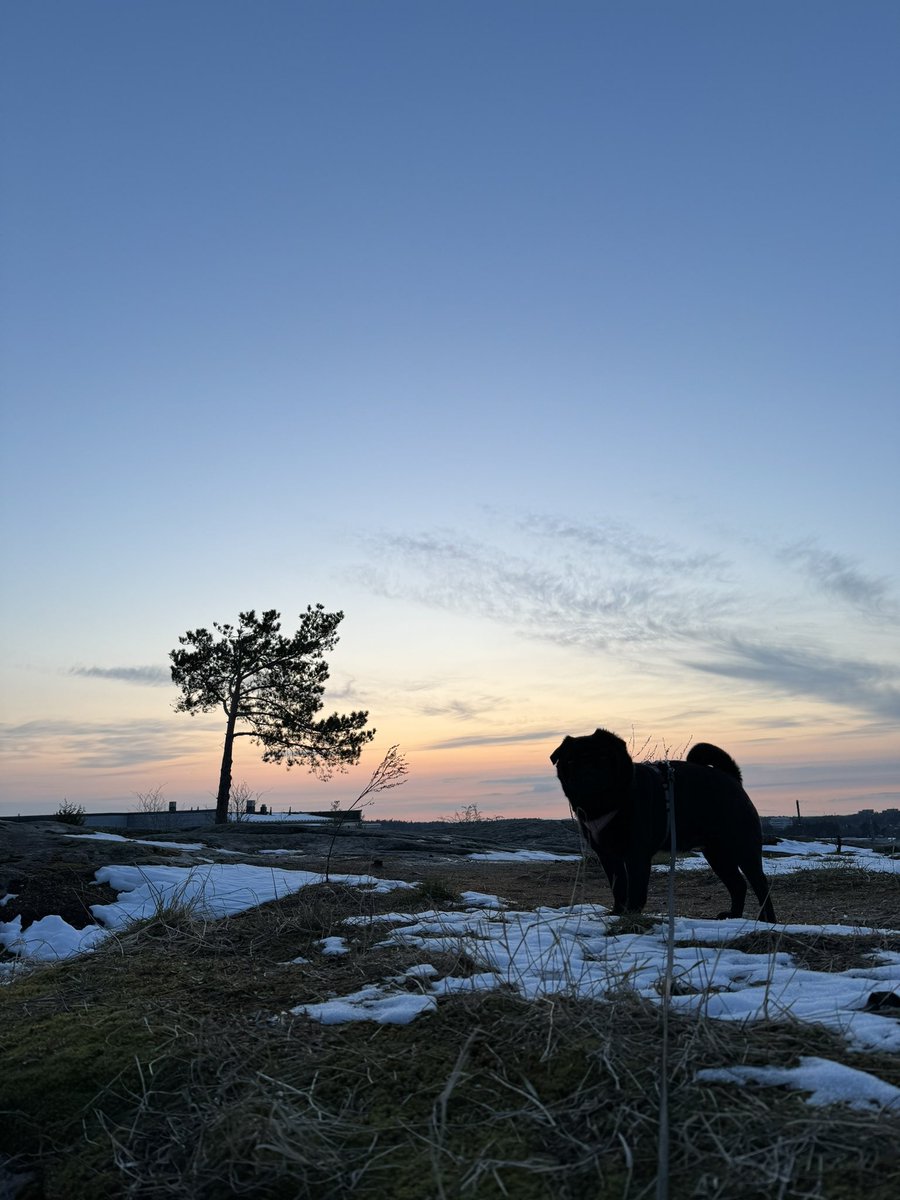 Hyvää koiranpäivän iltaa kaikille! 🐶🩷