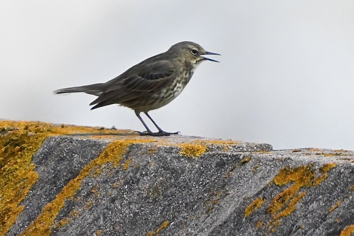 This morning’s visit to @SamphireHoe1997 today, saw Rock & Meadow Pipit, Fulmar, Peregrine, Skylark, Stonechat, Swallow, House Martin, Lesser & Common Whitethroat, Chiff-Chaff, plus a supporting cast.