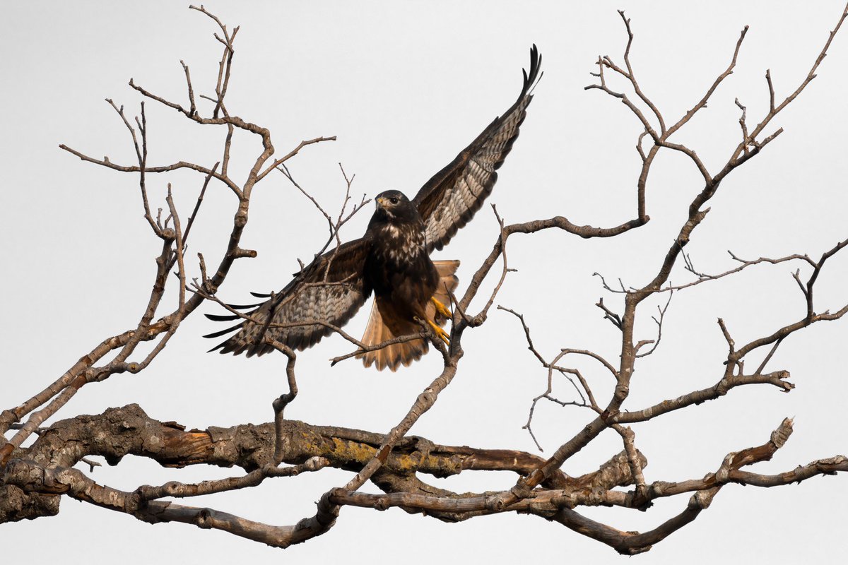 #Gallery365in2024DailyPrompt @Gallery365photo 24.04.24 📸 ‘Ad Hawk’ …oh, wait… maybe I misunderstood 😉 #NaturePhotography #Birds #Raptor