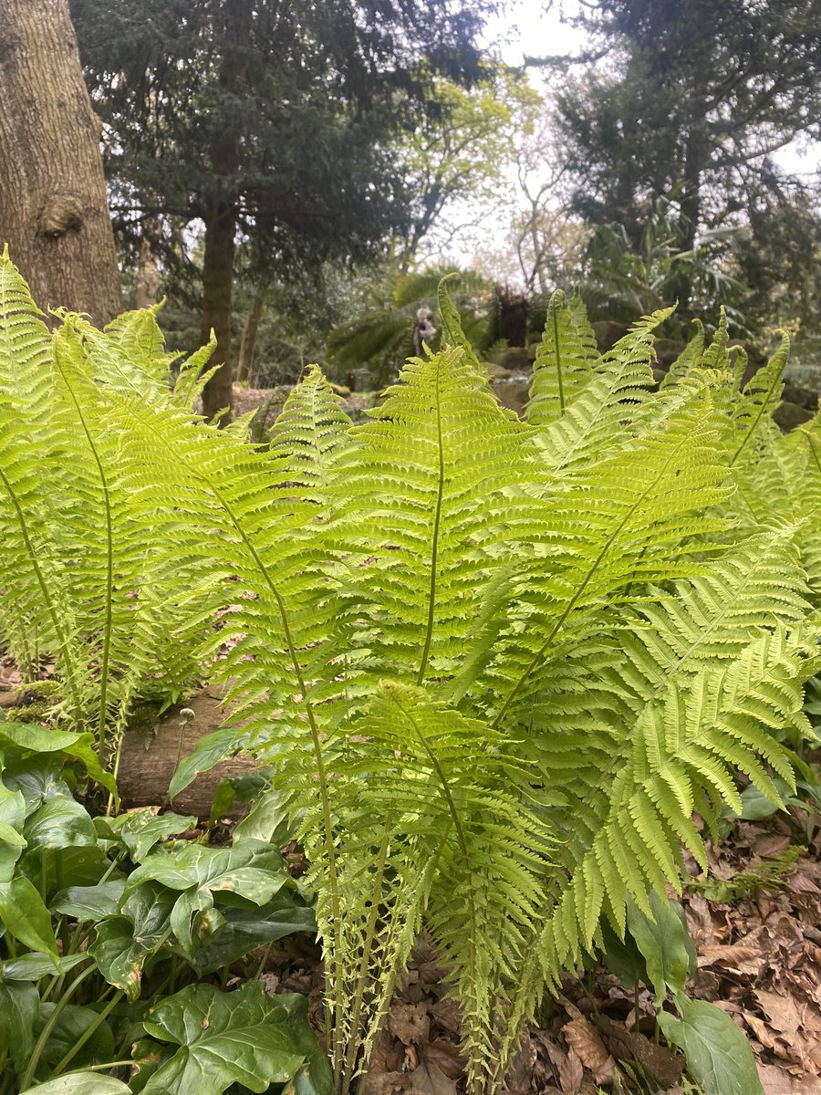 torricrapper's tweet photo. I adore the fernery, it may be my favourite part of the estate. #ferns #gardens #iworkhere #outofmyoffice https://t.co/r7bHaTleuo