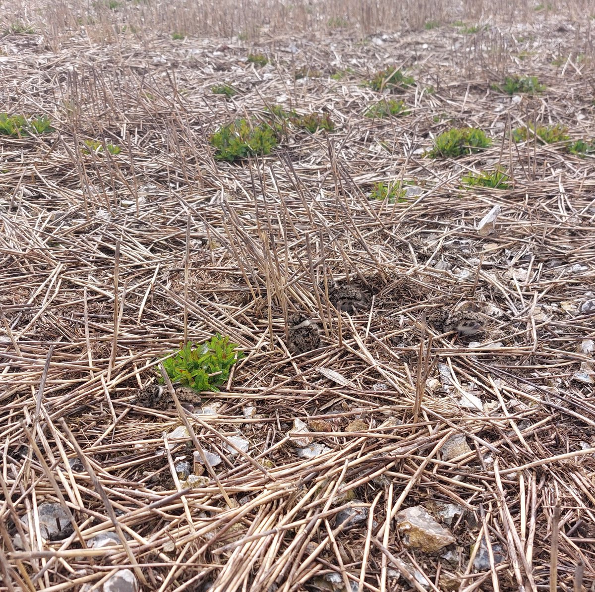 jonny-goes-wild tweet media