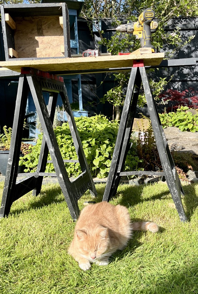 Finished helping Dad in garden building a hedgehog house for a new visitor we have. Think my input was invaluable 😻🧡 #CatsOfX #adoptdontshop  #rescuecat #catlovers #hedgehogs