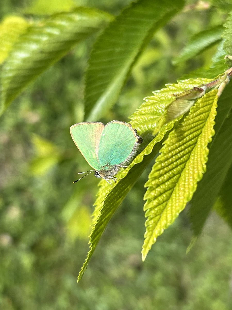 The Green Hairstreak butterfly on an Elm - it’s an important plant to the butterfly as it’s where it can bask in the sunlight & get its solar cells charged up.  #WildWebsWednesday