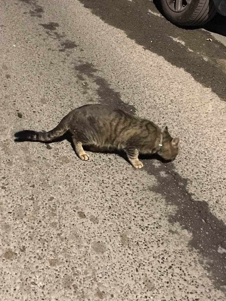 Υπάρχει ένα γατί με γκρι κ γαλάζιο λουράκι Βουλγαροκτονου 69 Εξάρχεια το ψάχνει κανείς; Δεν μπόρεσα να το πιάσω για να δω αν υπάρχει κάπου στο κολάρο τηλέφωνο. Κάντε ρτ πλιζ.