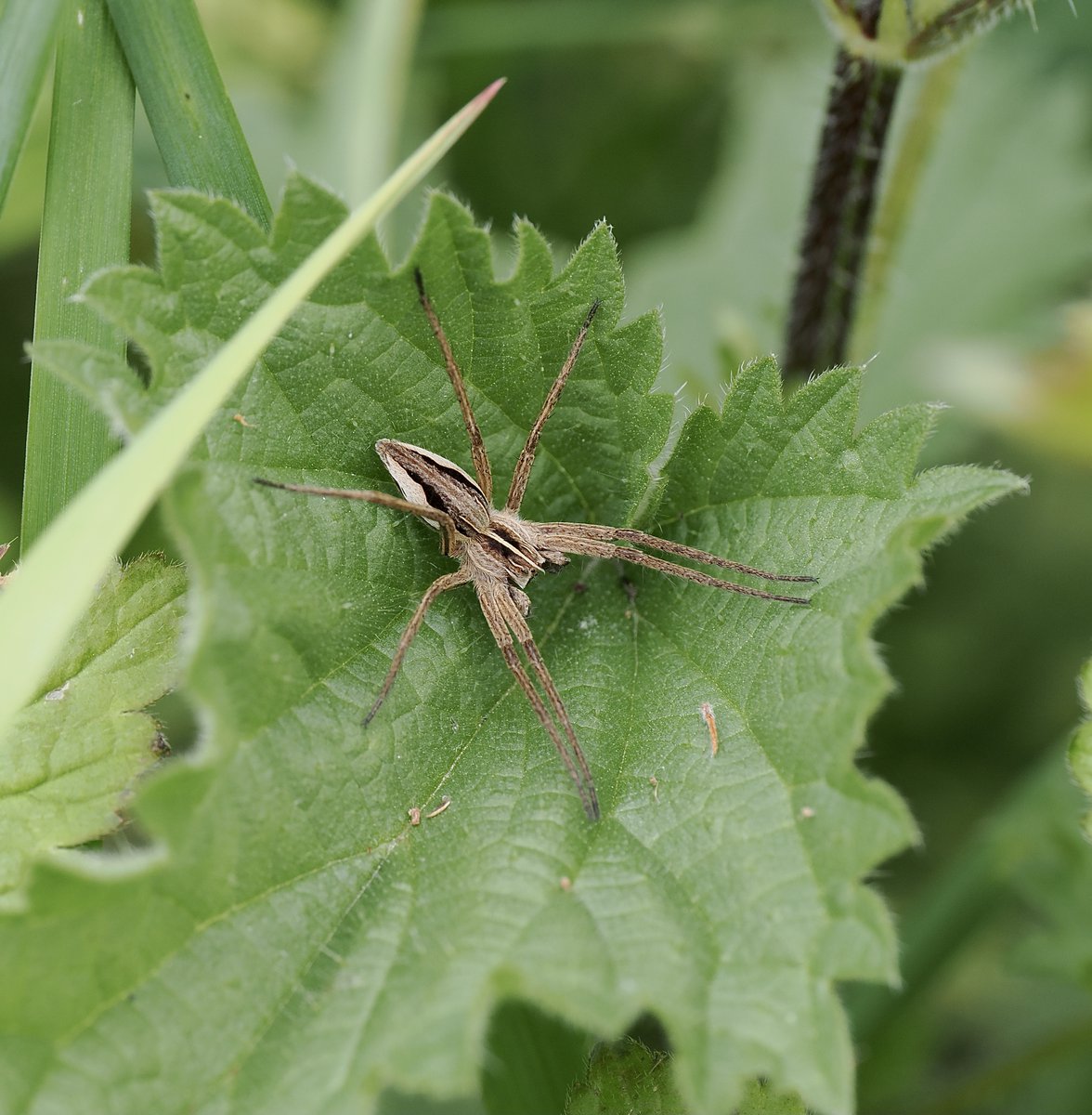 Attractively marked Nursery-web Spider - Pisaura mirabilis in the garden this morning.