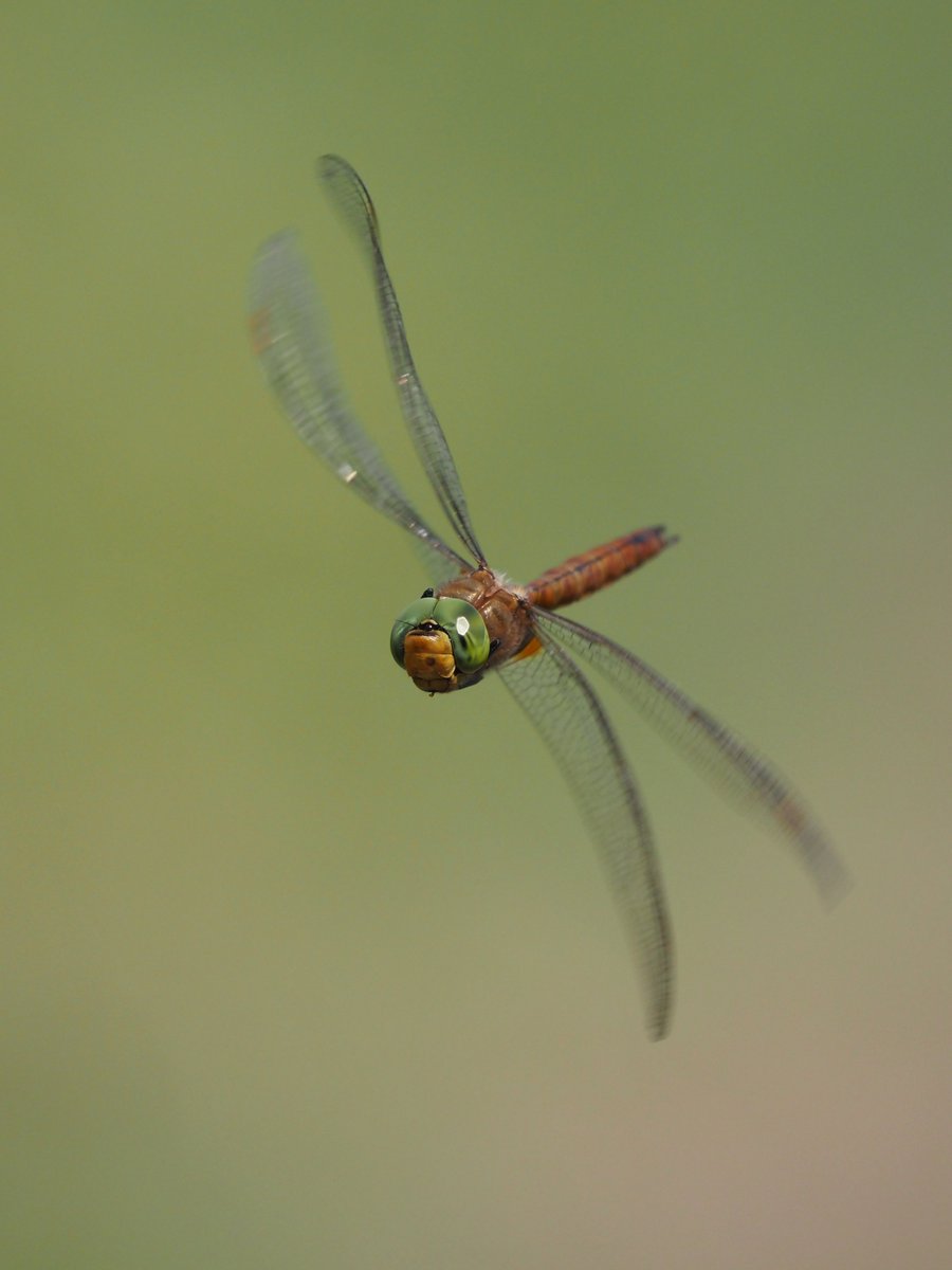 Delighted that @BDSdragonflies chose to include my photo of a Norfolk Hawker in the Spring 2024 edition of their magazine Dragonfly News. Many thanks!!