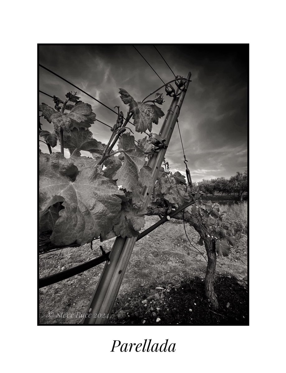 CampdEstrelles's tweet image. We’ve seen heavy losses to the 2019 planting of #Parellada Cl.1-42, but this old local clone keeps on regardless, which is making me want to propagate from this single vine to replant everything we’ve lost...
🙃🌱🥂🍾
#SparklingWine