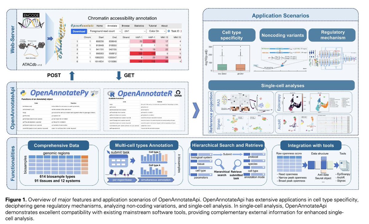 OpenAnnotateApi: Python and R packages to efficiently annotate and analyze chromatin accessibility of genomic regions 🧬📊 A powerful tool for deciphering gene regulatory mechanisms and cellular heterogeneity - doi.org/10.1093/bioadv…! 🔬💻 #epigenomics #bioinformatics #chromatin