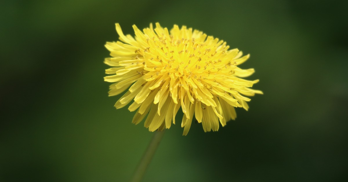 To mow or not to #mow? That is the question when it comes to #dandelions on your #lawn! 🌼 So, do dandelions benefit #pollinators? A quick answer is, maybe. Read for more information: unh.me/4b1UF2W