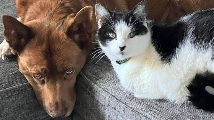 t53997528's tweet photo. 🐾 Exciting Update! 🐱 Luna, the cat that was rescued on Monday, has now found a new home. She found her purr-fect match and is now living her best life. We want to thank you all for making this possible ! #LunaUpdate #RescueAnimals #Adoption https://t.co/PzfDKceh8q