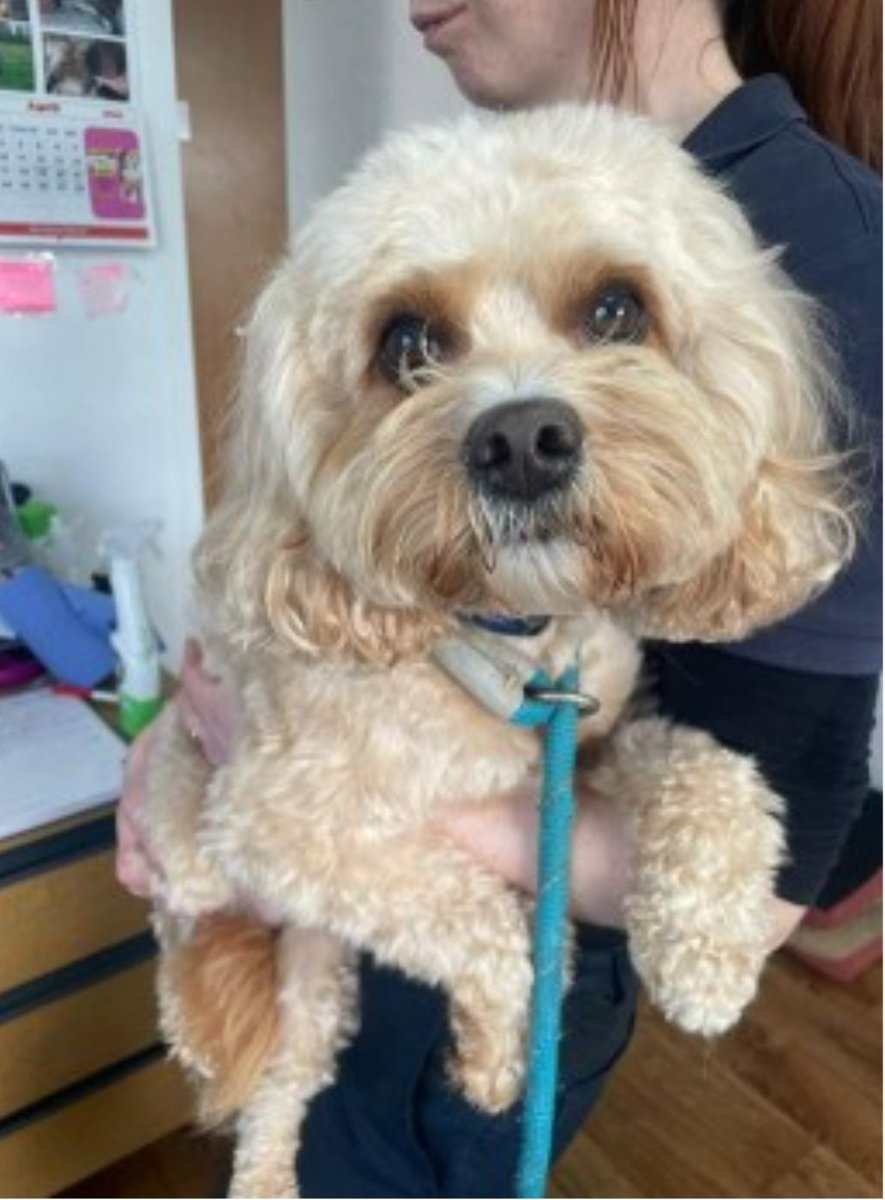 bs2510's tweet photo. #SpanielHour
White/cream #CavalierKingCharles x #Poodle
#Found 19 Apr 2024 #Tallaght village #CoDublin #Ireland
Dublin County Dog Shelter - Male Poodle X Cavalier Microchipped numbers not in use Please contact on 087 391 4008 if this your dog
https://t.co/NqR9vrX37e https://t.co/IdTaDTEJqB