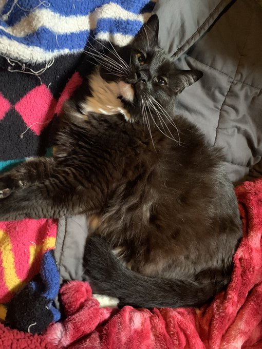For your enjoyment: Some photos of me and my very large kitten Sweet Pea 🥹🖤 https://t.co/XTw0NT7x6U