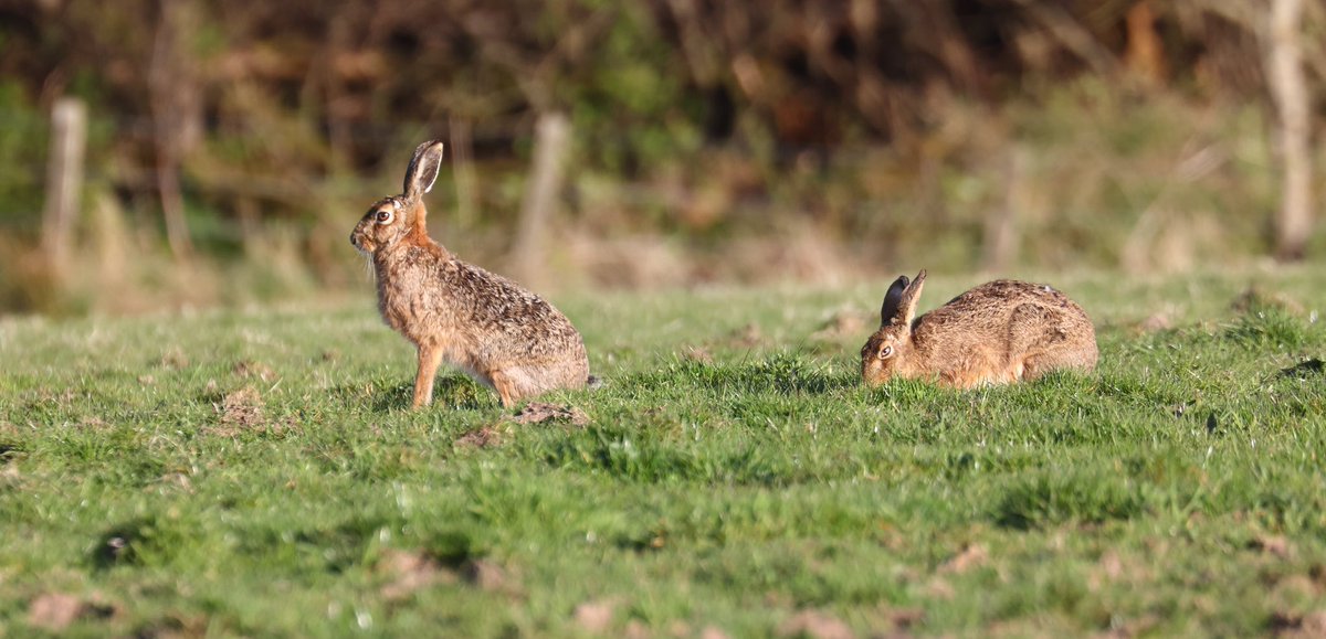 Hares coming closer every day now. #hare #brownhare #wildlife #nature #NaturePhotography #naturephotographer #wildlifephotography #wildlifephotographer #canon