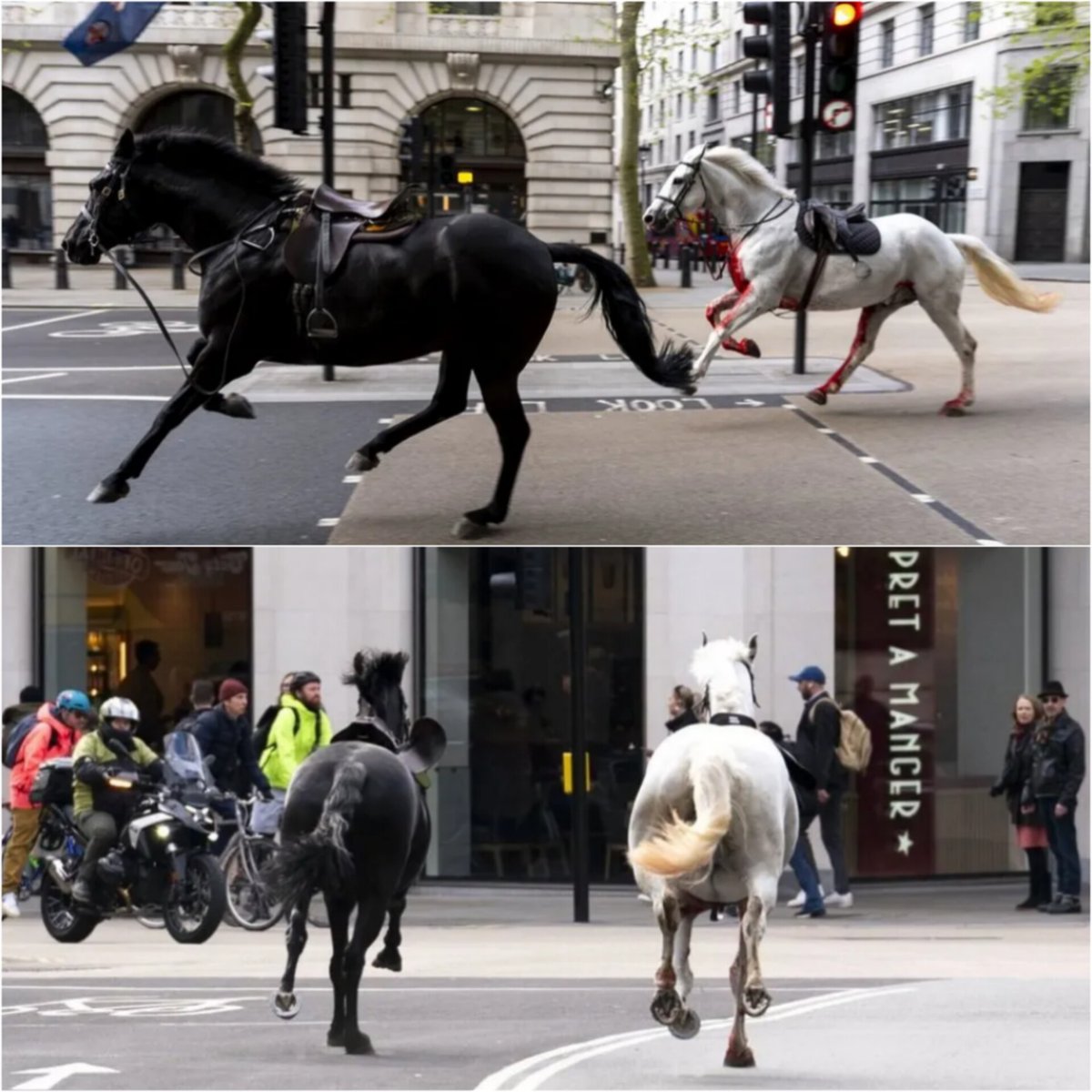 Runaway military horses incident in Central London resolved. All horses safely recovered, four individuals injured. 

Read more on shorts91.com/category/inter…

 #London #HorseIncident #EmergencyResponse #MilitaryHorses #LondonNews