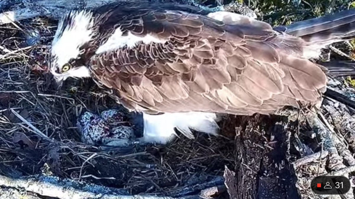 Well this caught us all off guard. Female Osprey CJ7 laid a 4th egg at 19:15 this evening. This is a brilliant result. A four egg clutch is a scarce occurrence in Ospreys. Will they all hatch? Let’s hope so as there’s plenty of food! @timmackrill @CareysSecret @DorsetBirdClub